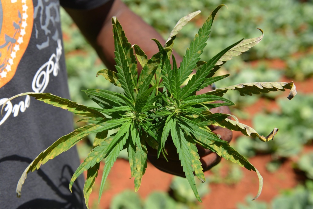 Pot-growers group launched in Jamaica