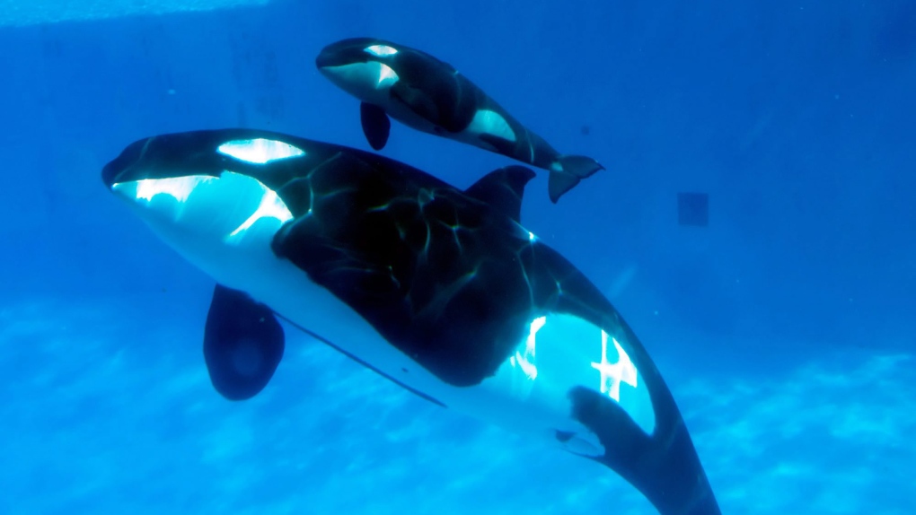 Bill would end SeaWorld orca shows