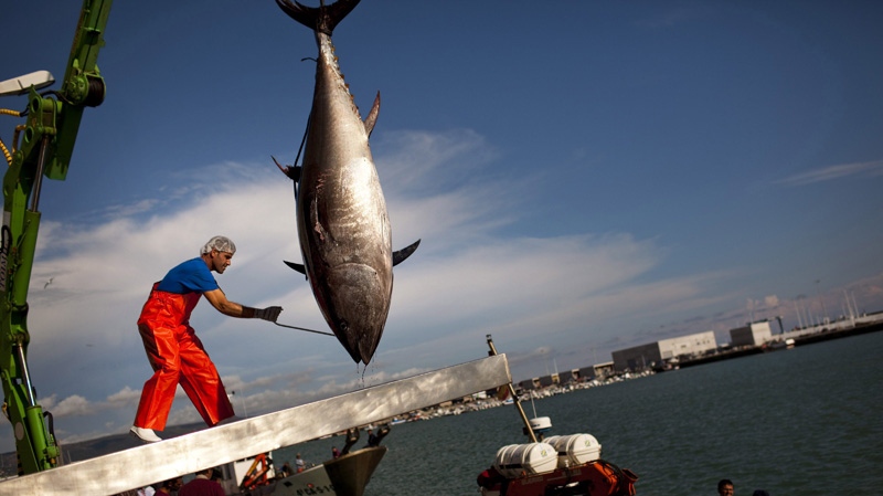 An Atlantic bluefin tuna is lifted by a crane during the opening of the season for tuna fishing in the port of Barbate, Cadiz province, southern Spain, Monday, April 25, 2011. (AP Photo/Emilio Morenatti)