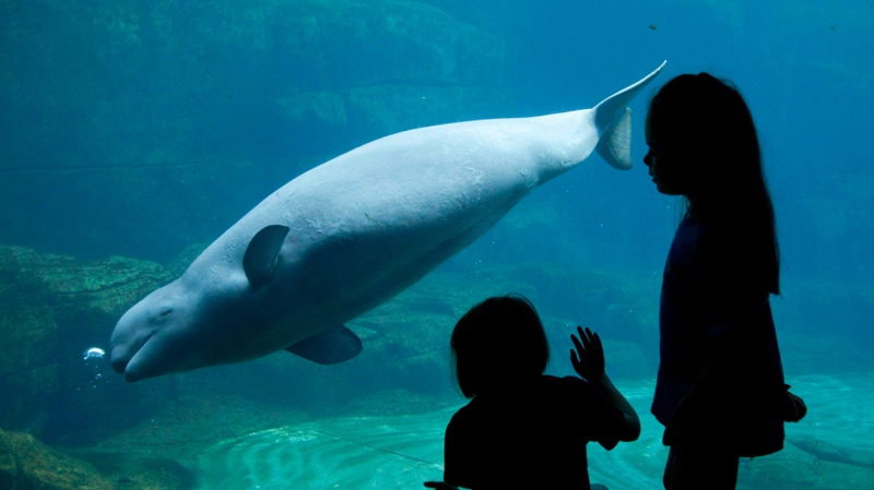 beluga whale Vancouver Aquarium