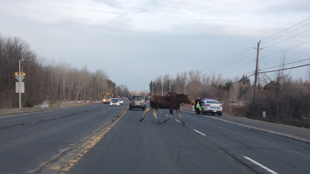 A safe moose crossing in Ottawa