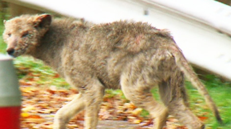 Police were unable to capture this elusive coyote as it made several appearances in  Mississauga, Ont., on Thursday, Oct. 20, 2011.
