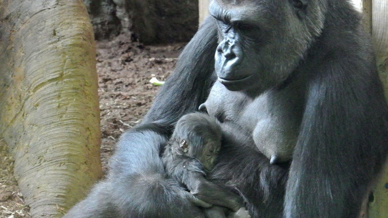 Baby gorilla at the Toronto Zoo