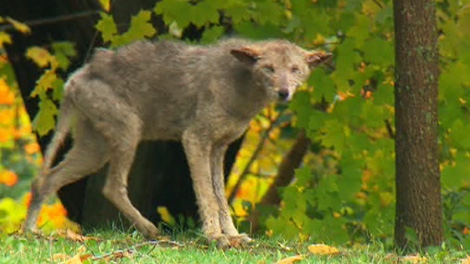 A coyote has been eluding police and wildlife officials in Mississauga, Ont.