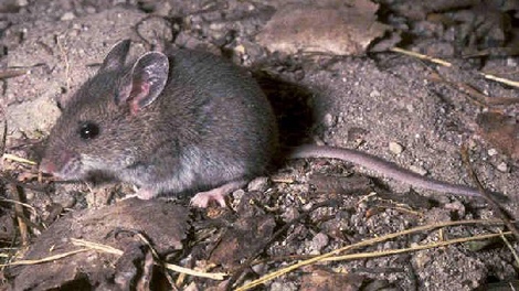 deer mouse hantavirus