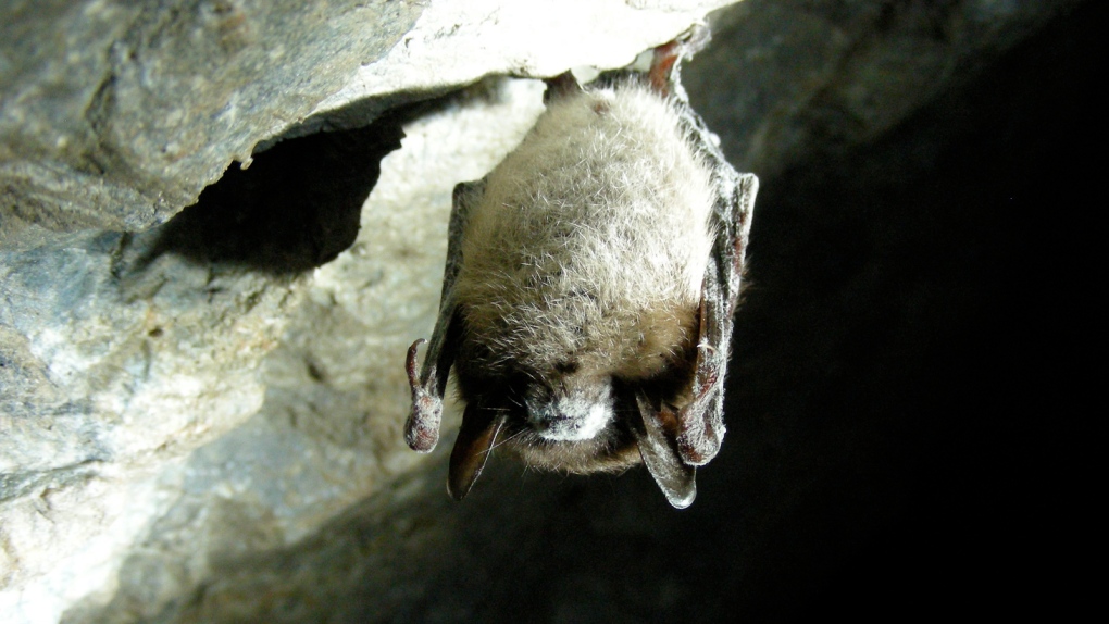 Ontario bat added to species at risk list