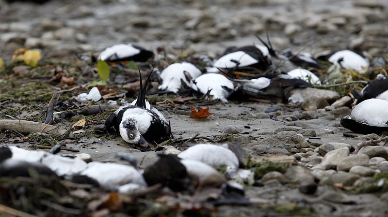 Dead birds line a portion of Allenwood Beach just outside of Wasaga Beach