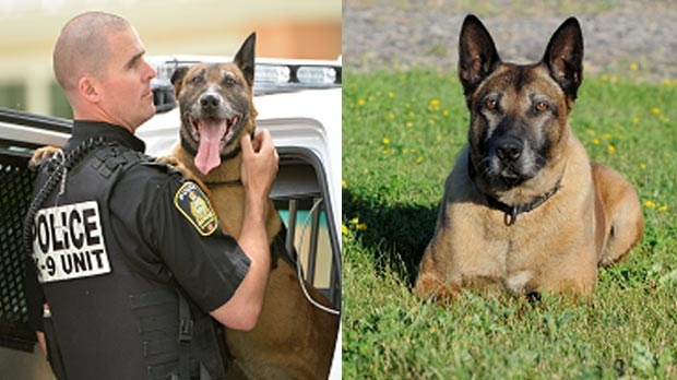Police dog and handler to patrol together one last time