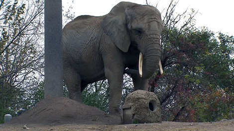 A charity group is offering to move the Toronto Zoo's elephants to a sanctuary in California for free, Oct. 23, 2011.