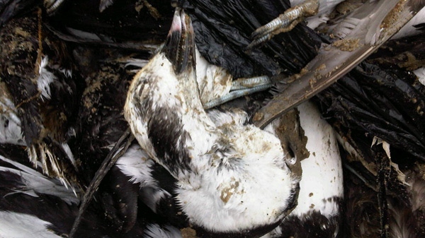 Dead bird cleanup begins