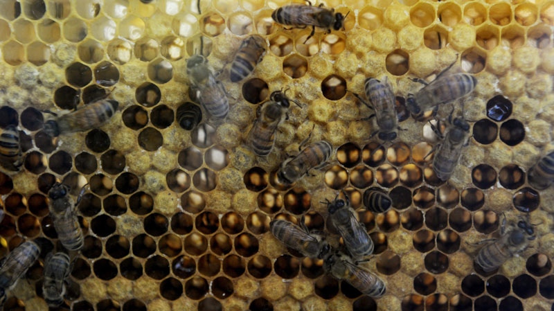 A close-up view of honey bees in a hive on display in Attalla City, Alabama, on Aug. 20, 2011