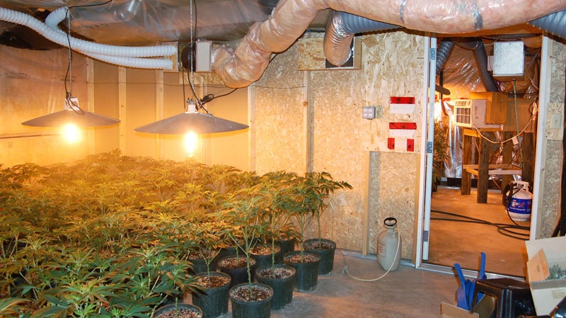 grow-op, charge, marijuana