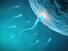 A sperm is shown as it fertilizes an egg, leading to reproduction in the human body. (Sashkin/Shutterstock.com)
