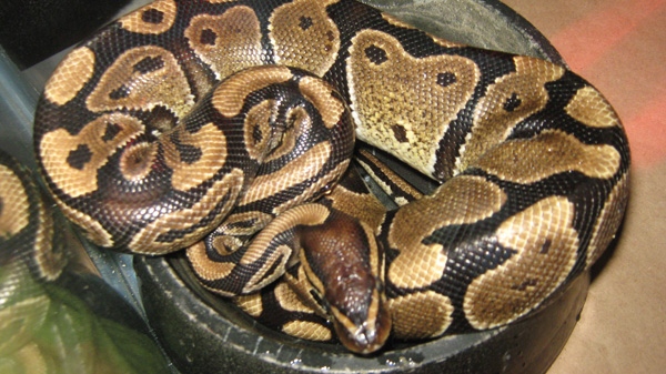 This python was spotted emerging from a toilet in an apartment complex at 220 Woolner Ave., near Jane Street and St. Clair Avenue West, on Wednesday, Oct. 26, 2011.