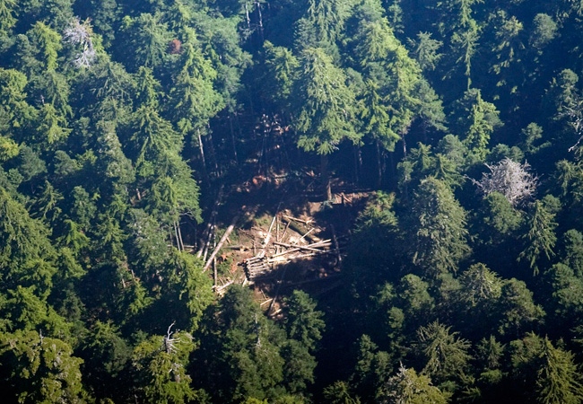 Crews work on clearing trees for a make-shift helicopter pad Monday, August 4, 2008, for officials to investigate the site where a plane crashed Sunday near Port Hardy, B.C. Five of the seven on board the plane died in the crash. (THE CANADIAN PRESS/Richard Lam)