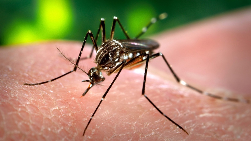 This 2006 photo made available by the Centers for Disease Control and Prevention shows a female Aedes aegypti mosquito acquiring a blood meal from a human host at the Centers for Disease Control in Atlanta. (AP Photo/Centers for Disease Control and Prevention, James Gathany)