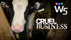 W5 teaser - Cruel Business