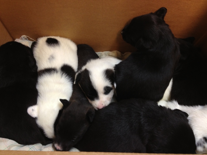 Eight puppies found abandoned near a dumpster in east Windsor, Ont. are seen in this photo provided by the Windsor-Essex County Humane Society.