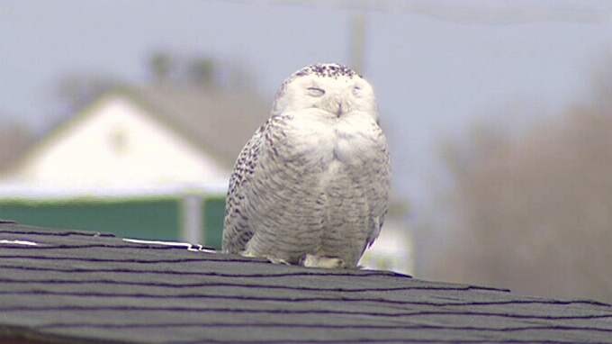 This snowy owl is one of many causing a frenzy at Ottawa's Experimental Farm as bird watchers flock to see them.