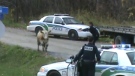A YouTube video shows Gatineau police opening fire on an escaped cow Thursday, Oct. 27, 2011.