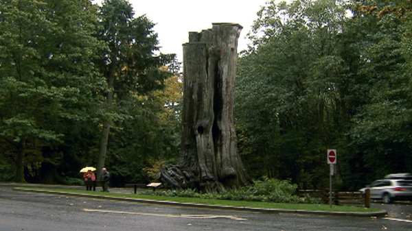The giant western red cedar's hollow core was the most popular tourist attraction in Vancouver's Stanley Park before being knocked over by a windstorm in 2006.