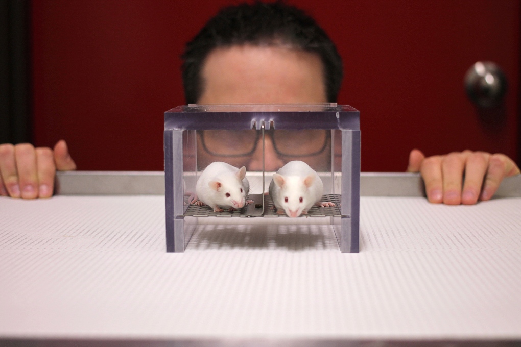 Rodents in a medical lab