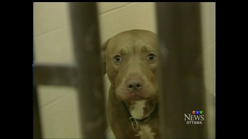 CTV Ottawa: Pit bull euthanized after attack