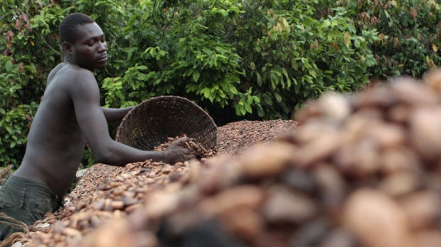 Farmer Issiaka Ouedraogo arranges cocoa beans in Duekoue, Ivory Coast, on May 31, 2011