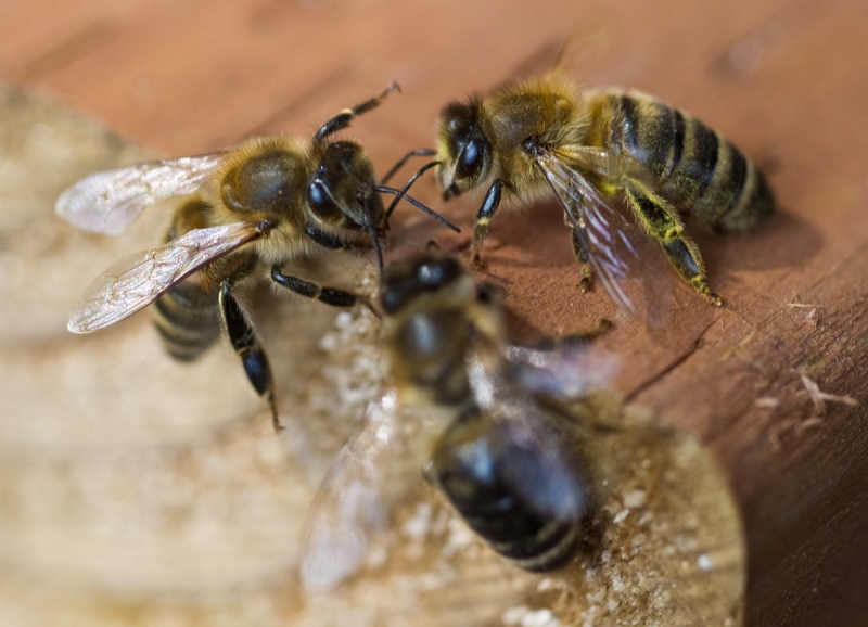 Three Carniolan honey bees, one coated will fresh pollen, gather at a hive owned by Alicia Gillis in Juneau, Alaska, on Tuesday, April 29, 2014. (THE ASSOCIATED PRESS / Michael Penn)