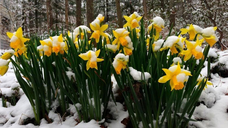 daffodils in the snow