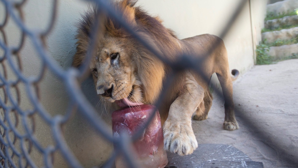 Simba the lion at Rio de Janeiro's zoo