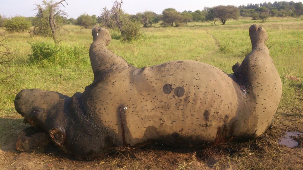 Rhino killed by poachers in South Africa