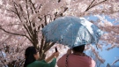 Two women take photos of cherry blossoms at Toronto's High Park Sunday, May 5, 2013. (Graeme Roy / THE CANADIAN PRESS)