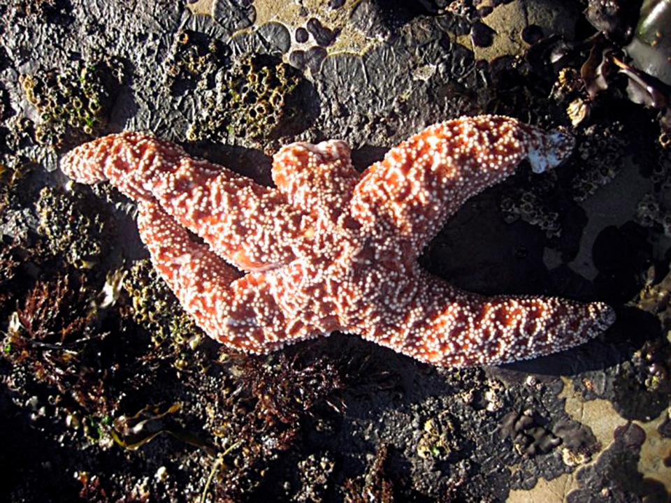 Sea stars dying off in Pacific