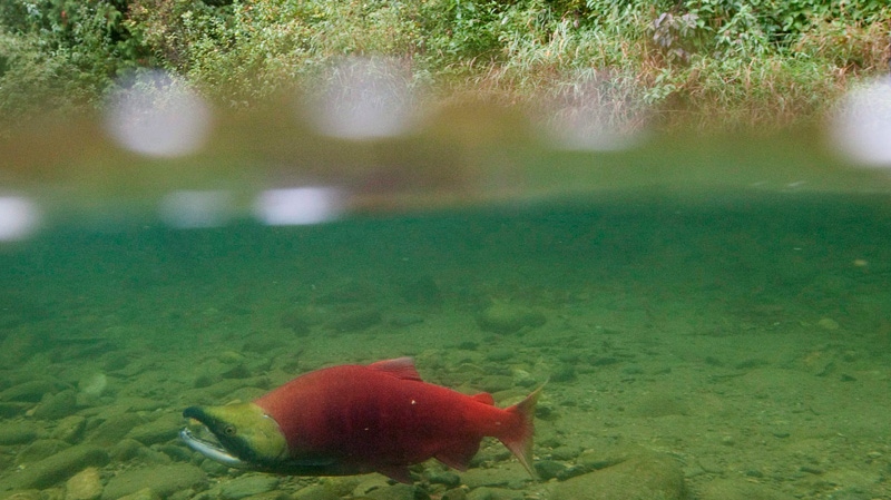 A spawning sockeye salmon is seen making its way up the Adams River in Roderick Haig-Brown Provincial Park near Chase, B.C. on Oct. 4, 2011. (Jonathan Hayward / THE CANADIAN PRESS)