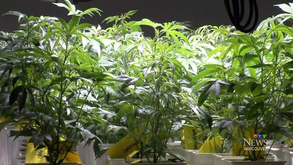 Medical marijuana business booming in B.C. 