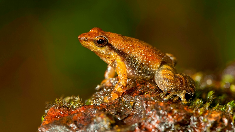 Dancing frog discovered in India