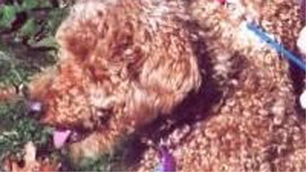 Toronto police are searching for a missing poodle named Autumn, which also responds to "Mr. Tumness" and "Tummy."