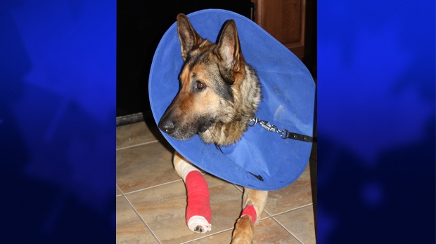London Police Service dog Bosco is recovering after undergoing surgery for injury sustained in the line of duty. (London Police Service)