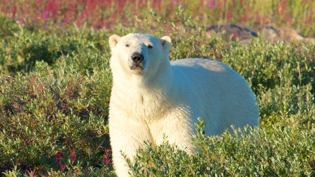 Polar bears genetics examined in new study