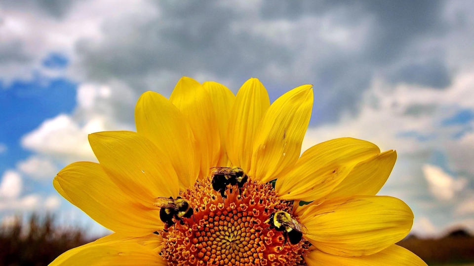Honey bees on a sunflower