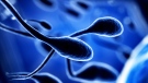 A stock image of sperm is shown. (Joshua Resnick / Shutterstock.com)