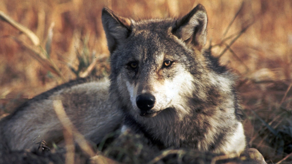 Grey wolf may have spawned with mate