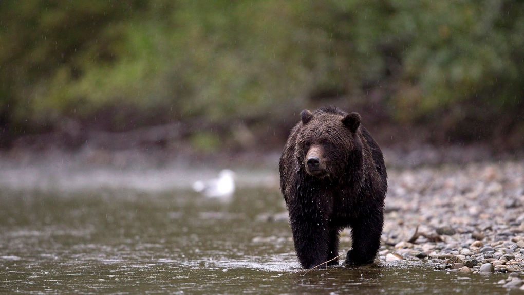 B.C. grizzly hunt