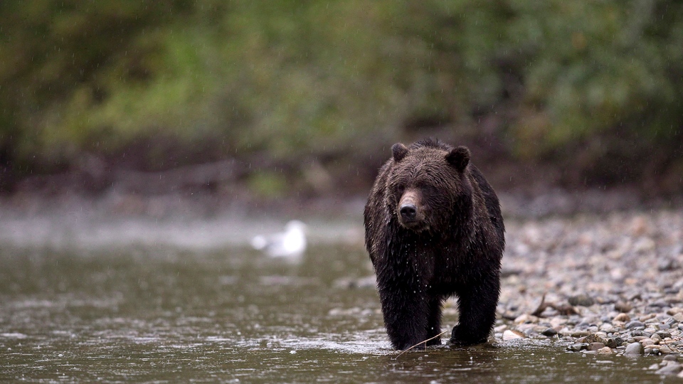 NHL player Clayton Stoner faces charges for grizzly bear hunt