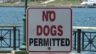 no dogs