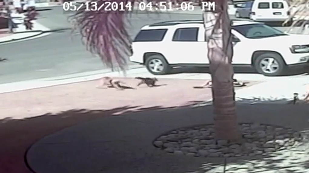 Cat saves boy from dog