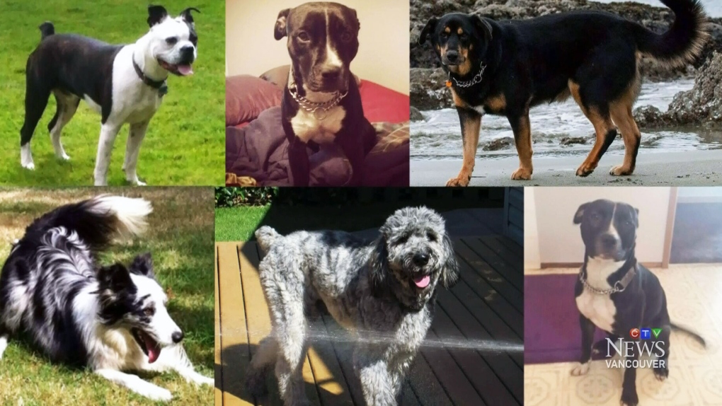 CTV Vancouver: 6 dogs disappear from truck