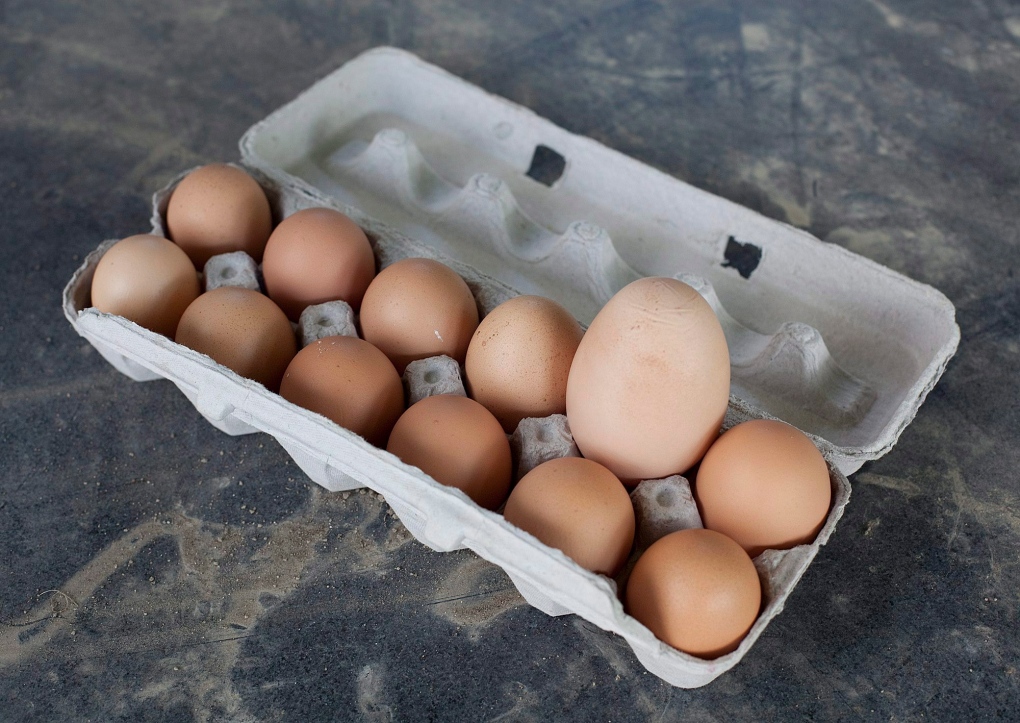 Mercury found in eggs in Alberta