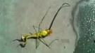 In this YouTube screengrab, a worm appears to emerge from the body of a dead praying mantis. 